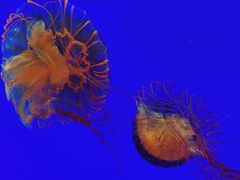 -上海海洋水族馆