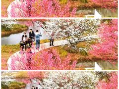 -花开海上生态园