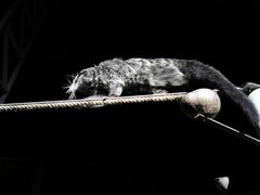 -清迈夜间动物园