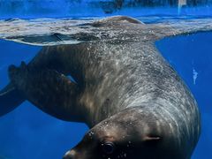 -泉城欧乐堡海洋极地世界