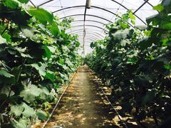 -马陆小张葡萄园农家乐