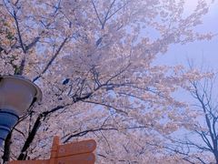 -顾村公园