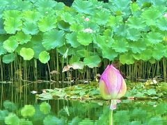 -陈家山荷花公园