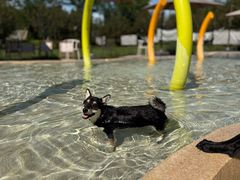 -爪吧宠物乐园 (温榆河示范区店)