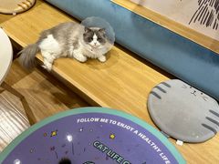 -滚猫咖啡·猫咖·猫友好撸猫(未来城店)