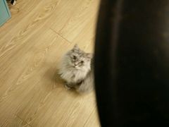 -萌喵宠狗爱心宠咖