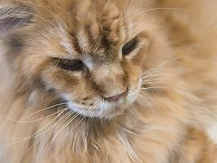 -藏猫猫咖啡主题馆(中央大道店)