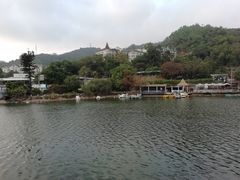 -银湖山郊野公园-相思林