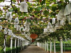 -白鹿原葡萄主题公园