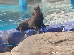 -海合安成都极地海洋公园