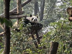 -成都大熊猫繁育研究基地
