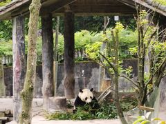 -中国大熊猫保护研究中心雅安碧峰峡基地