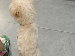 -伟伟宠物医院·CT影像中心·瑞派犬猫综合性门诊(汉口总院)