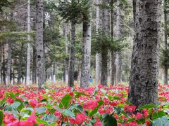 -黑龙江省森林植物园