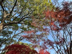 -秋霞圃