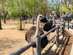 -大连森林动物园