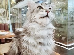 -猫小院猫主题餐厅(三里屯店)