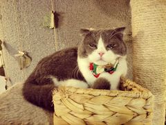 -共舞时光猫咖·狗咖(新街口店)