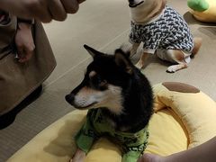 -逗柴咖啡屋·狗咖猫咖宠物桌游