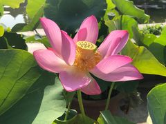 -莲花池公园