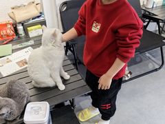 -琪喵猫屋·撸猫猫咖·猫舍