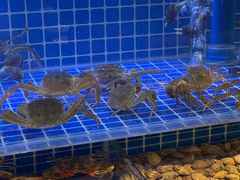 -冀粤香海鲜自助餐厅(西美五洲店)