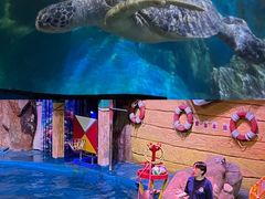 -烟台海昌鲸鲨海洋公园