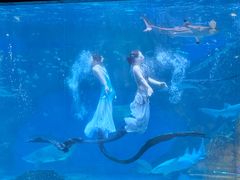 -海合安成都极地海洋公园