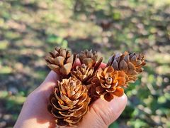 -黑龙江省森林植物园