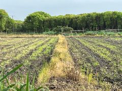 -广富林郊野公园