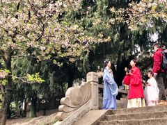 -武汉大学-樱园