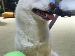 -逗柴咖啡屋·狗咖猫咖宠物桌游