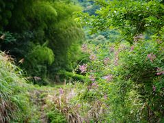 -十九峰景区-倒脱靴