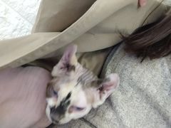 -平行世界·猫咖(首经贸店)