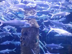 -厦门海底世界
