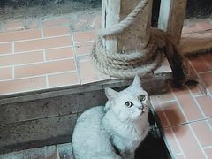 -猫咪博物馆(顶澳仔猫街店)