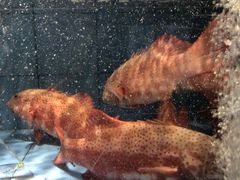 -徐记海鲜(大雁塔|金都店)