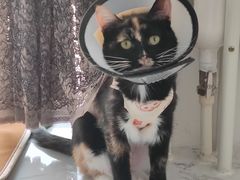 -纳吉亚猫专科动物诊疗中心(蒋宅口分院)