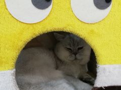 -糯米喵星人·撸猫猫舍咖啡馆(西市场嘉华店)