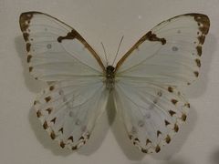 android_upload_pic-上海昆虫博物馆