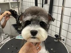 -帕帕拉兹宠物(亚洲旗舰店)