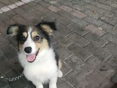 -爱侣宠医·鹦鹉专科·小型哺乳类·异宠专科(灵石路店)