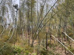-东明山森林公园