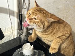 -平行世界·猫咖(首经贸店)