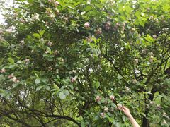 -贵州省植物园
