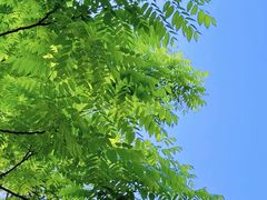 -俭寨大盘芦花土鸡·小公鸡·烧烤新疆菜(云通店)