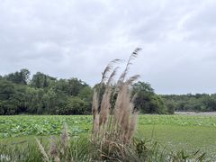 -白鹭湾湿地公园