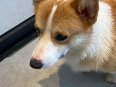 -汪说·狗咖(旺城大厦店)