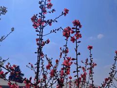 -桃源山庄·水蜜桃采摘·柴火鸡·烧烤团建(龙泉山店)