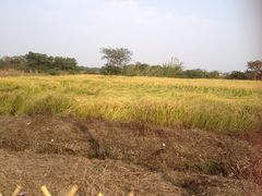 iphone_upload_pic-丫丫蟹庄·苏式园林农家乐·阳澄湖大闸蟹(阳澄湖莲花岛店)